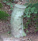 Un peu plus loin, Oskar Serti trouva le fameux « Arbre à clous » sur lequel — suivant une superstition profondément ancrée — les gens de la région venaient exorciser leur mal en enfonçant un clou qu’ils avaient auparavant posé à l’endroit de leur douleur. Dans un élan de solidarité, Serti voulut partager le poids de cette souffrance populaire et s’allongea au pied de l’arbre pour y faire la sieste. À son réveil, ses cheveux étaient tellement emmêlés dans les clous qu’il dut se les arracher pour retrouver la liberté. Mais à sa grande surprise, il ne ressentit pas le moindre mal, comme si le fait d’avoir précédemment mis son cuir chevelu en contact avec les clous avait éloigné la douleur. Il s’en alla pourtant rongé par le sentiment d’avoir involontairement détourné à son propre avantage le pouvoir de clous plantés par d’autres ; et ne put s’empêcher, les jours suivants, de venir s’excuser auprès des gens de la région dont une ancienne douleur semblait s’être subitement réveillée.